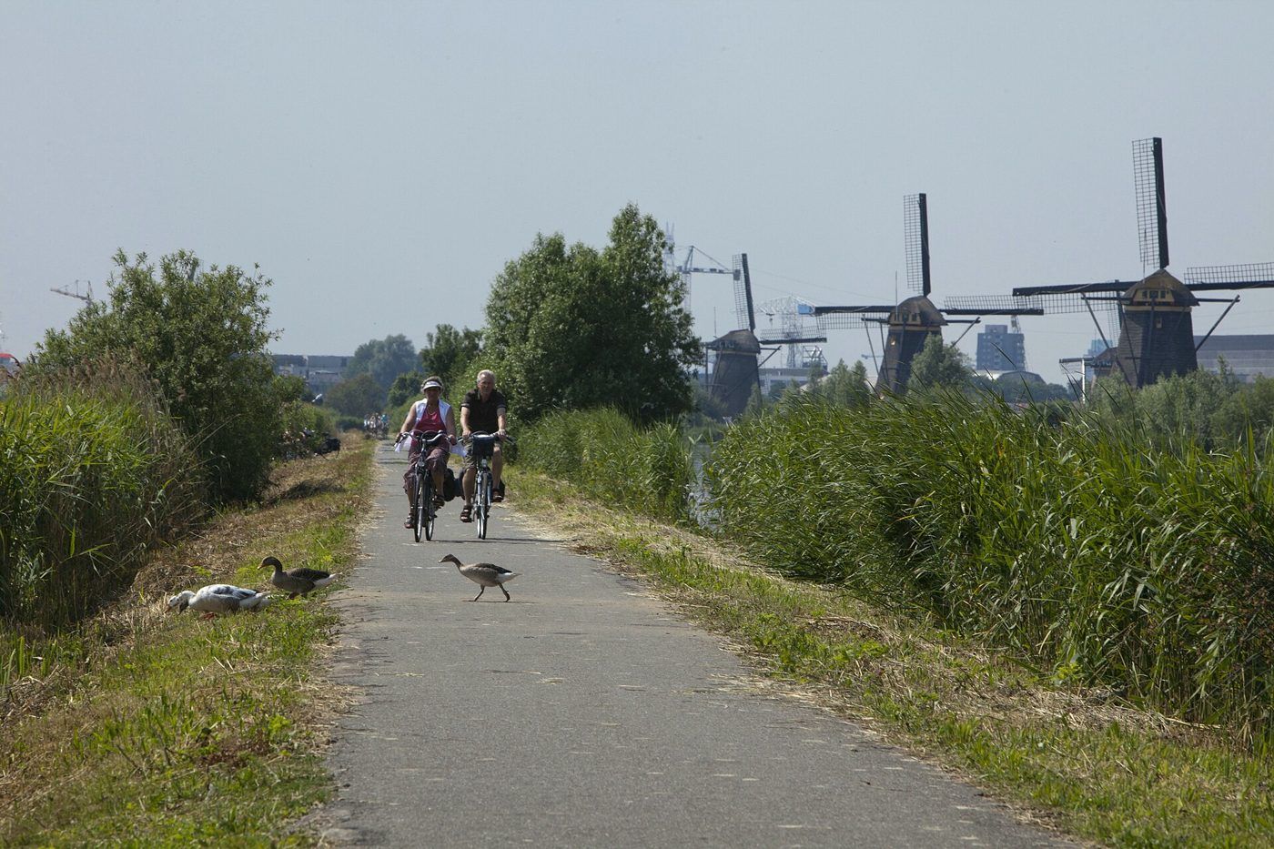 poldermolens van Kinderdijk met fietsers
